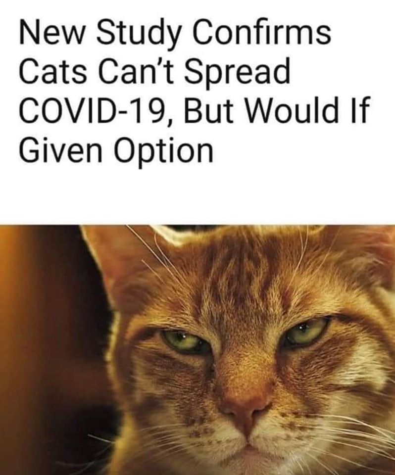 cats can't srpead covid but would if given the option.jpg