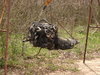 my truck 043.jpg