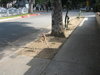 cactus at  Pasadena 011.jpg