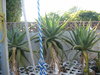 back yard aloes 010.jpg