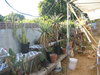 back yard aloes 011.jpg