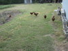 chicken crew 007.JPG