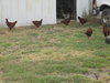 chicken crew 011.JPG