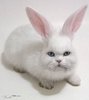 cat rabbit.jpg