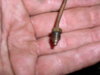 bad fitting, to back of oil guage.jpg