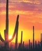 p12597-Tucson_AZ-Saguaro_Cactus_Silouette.jpg