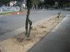 cactus at  Pasadena 012.jpg